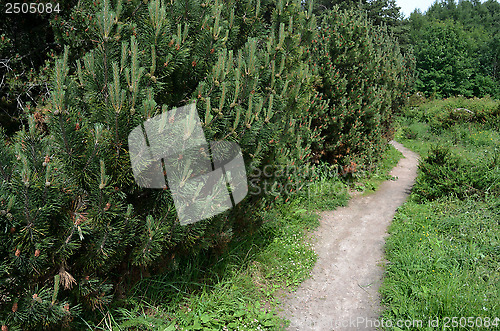 Image of trail in a dense forest