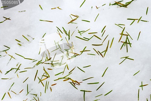 Image of Spruce spines on the snow