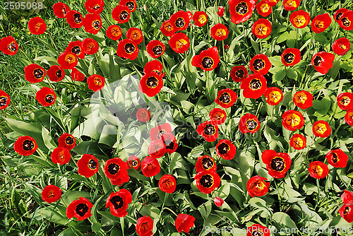 Image of field with red tulips