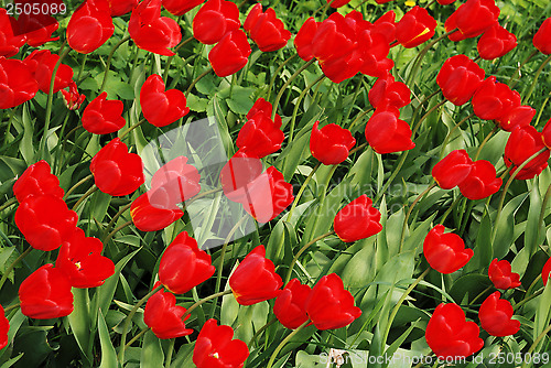 Image of field with red tulips