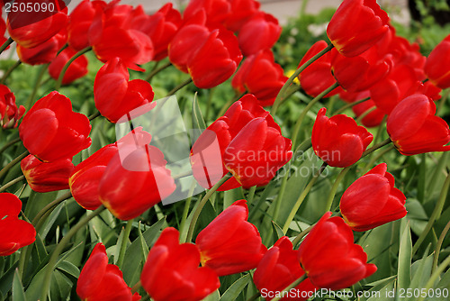Image of field with red tulips