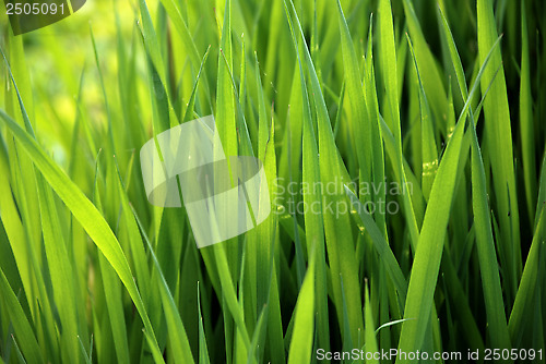 Image of close-up of lush green grass