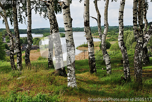 Image of birch grove in the background of river