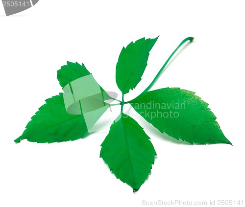 Image of Green virginia creeper leaf