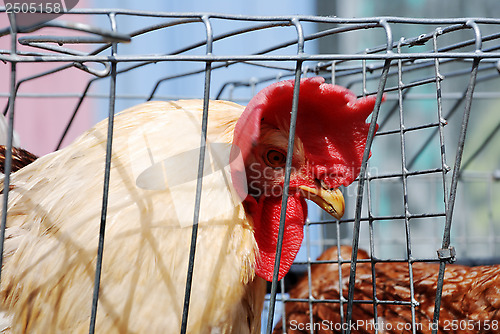 Image of big brown cock with scarlet comb and wattle sitting in the cage