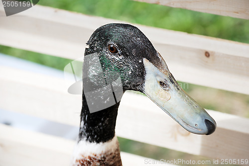 Image of domestic goose head close up 