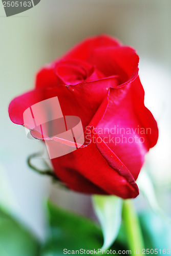 Image of beautiful fresh scarlet rose bud 