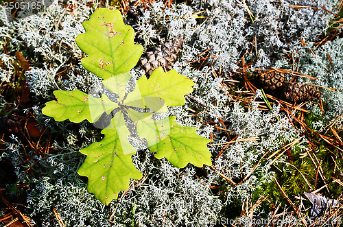 Image of five young leaves of the oak