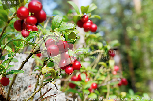 Image of berry cranberries and moss in the forest