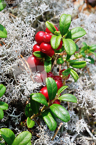 Image of close-up berry cranberries and moss 