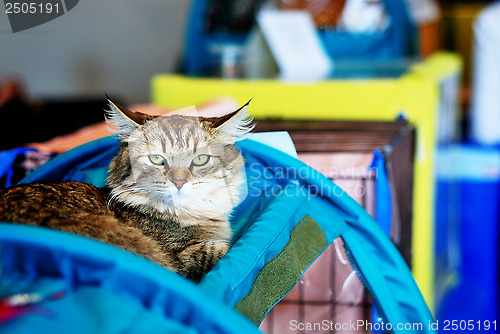 Image of scene on the cat show
