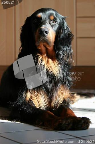 Image of Gordon Setter