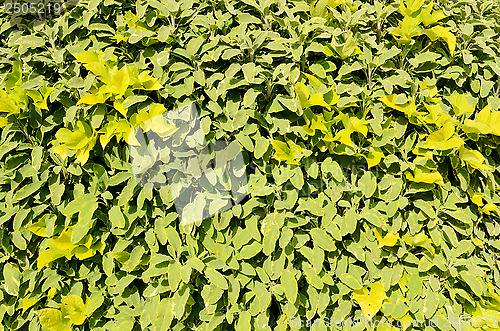Image of brightly beautiful green background of leaves