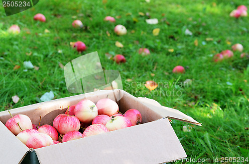 Image of box with ripe apples on the grass