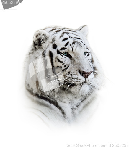 Image of  White Bengal Tiger Portrait