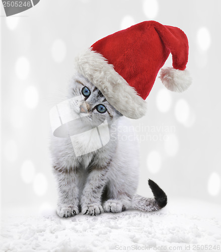 Image of Young Cat In A Christmas Hat