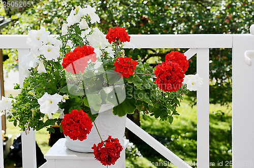 Image of geranium flowers in white pot