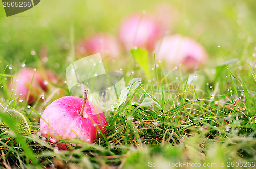 Image of apple in the grass and dew drops