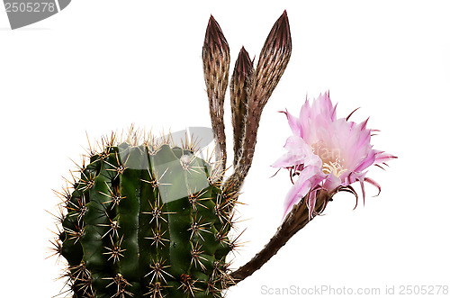 Image of blooming cactus with unsolved buds