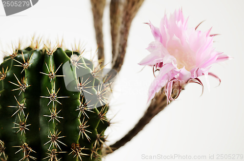 Image of blooming cactus with unsolved buds