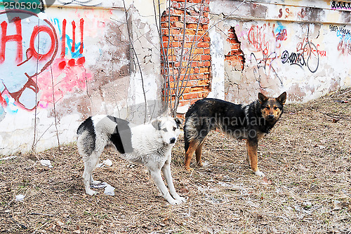 Image of two stray dogs in the background of  wall with graffiti