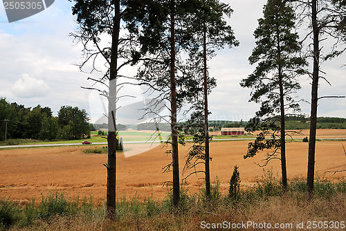 Image of rural landscape in Finland, pine, field, road, autumn