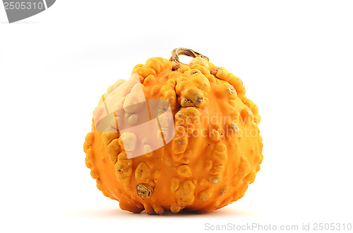 Image of yellow squash with pimples