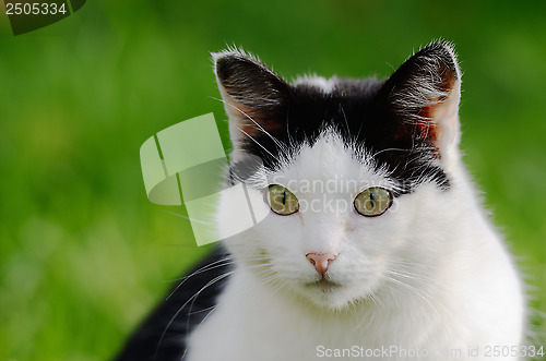 Image of cat looking forward against green background