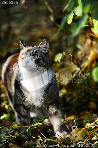 Image of cat looking up in the forest