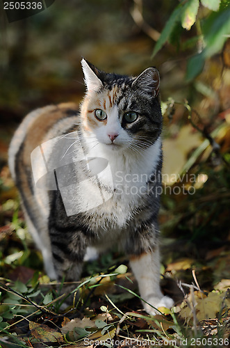 Image of cat looking forward in the forest