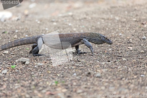 Image of Komodo Dragon