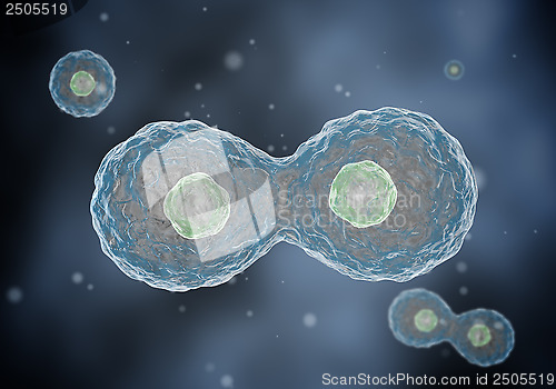 Image of Two cells divide by osmosis, in the background other cells.