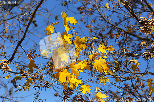 Image of Branch of autumn maple