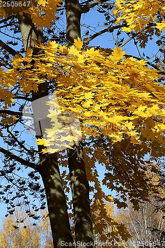 Image of Beautiful autumn tree