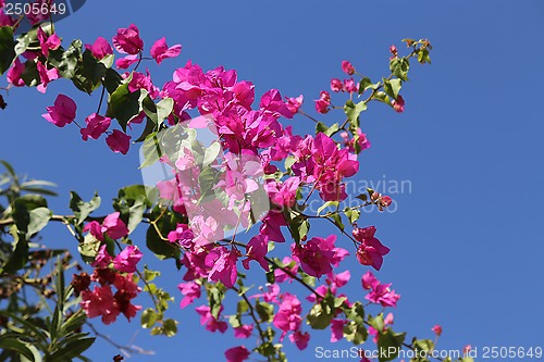 Image of Blooming bougainvilleas against the blue sky