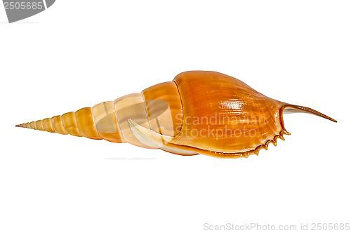 Image of Sea shell Tibia 