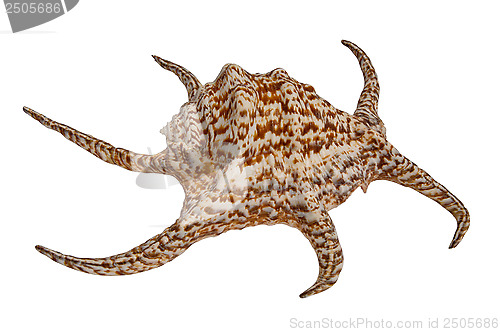 Image of Sea shell Harpago
