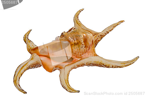 Image of Sea shell Harpago