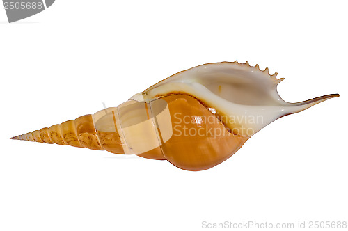 Image of Sea shell Tibia (bottom view )