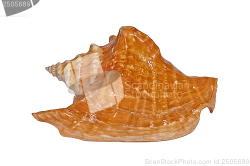 Image of Sea shell Tricornis