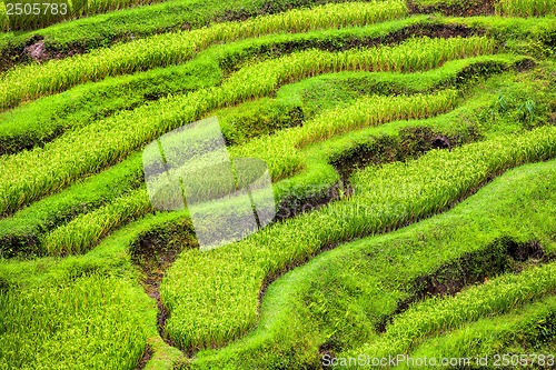 Image of Rice Terrace