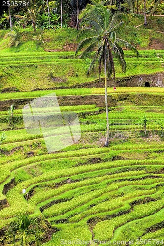 Image of Rice Terrace