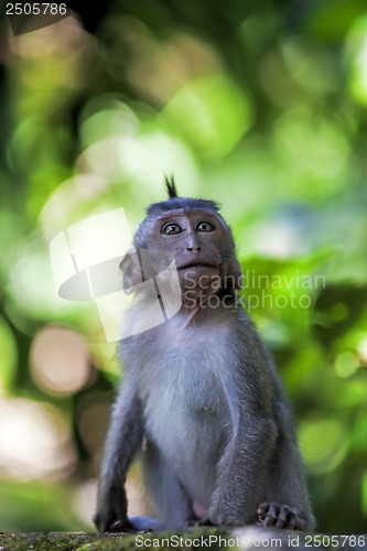 Image of Long-tailed Macaque Monkey
