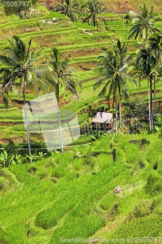 Image of Rice Terrace