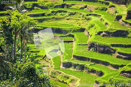 Image of Rice Terrace