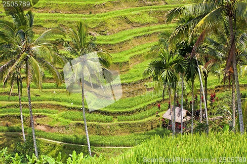 Image of Rice Terrace
