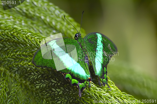 Image of Green butterfly