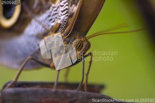 Image of Butterfly detail