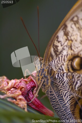 Image of Butterfly