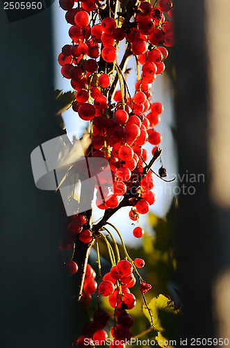 Image of bunches of red currants